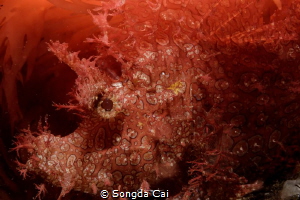 Red 
Location: Anilao Batangas 
Camera: Canon 5D Mark I... by Songda Cai 